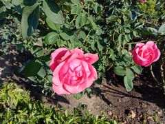 -亚龙湾国际玫瑰谷