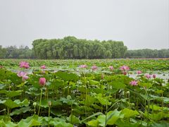 -东郊湿地公园