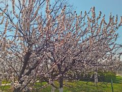 -天津东丽湖风景区