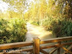 -桤木河湿地公园