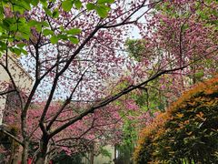 -东湖听涛景区