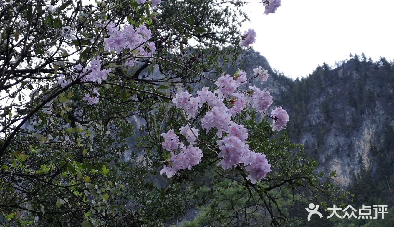 巴拉格宗漫山遍野的杜鹃花太美啦！