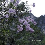 巴拉格宗漫山遍野的杜鹃花太美啦！