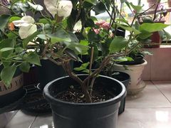 -双季花艺园艺市场(浦东店)