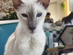 -猫小院猫主题餐厅(南锣旗舰店)