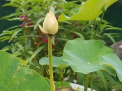 -祁门牯牛降观音堂风景区