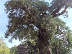 -黄帝陵