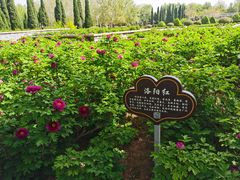 -洛阳市隋唐城遗址植物园