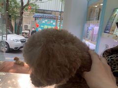 -翊宠yipet猫狗购宠庄园犬舍•猫舍