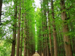 -日照海滨国家森林公园