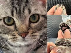 -老吴的猫·猫舍(新区店)