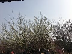 -香雪海