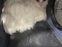 -宠福鑫康馨动物医院·骨科·眼科