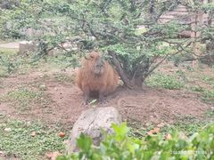 -上海野生动物园