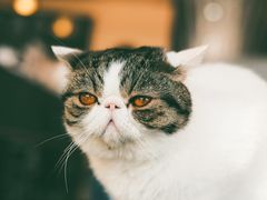 -瞄一喵猫咖(格力海岸店)