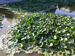 -素心斋素食餐厅