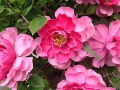 iphone_upload_pic-郑厨私房菜