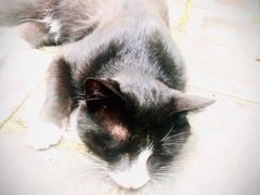 -新疆狼爷烤肉(宋庄店)