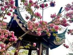 -0317火锅鸡·清真(正达店)