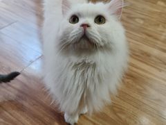 -MOCHA明星猫咖(田子坊店)