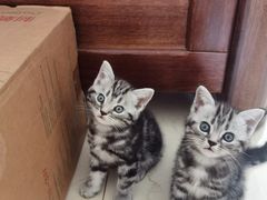 -佑安动物医院·全科·内窥镜中心(幸福巷店)