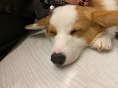 -浣熊柯尔鸭土拨鼠·电玩咖