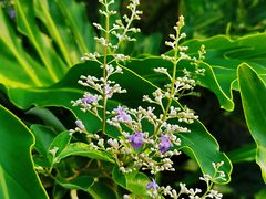 -广州神农草堂中医药博物馆