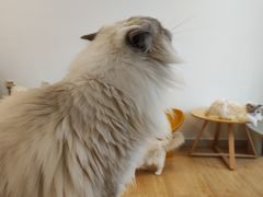 -有喵·猫咖·狗咖·30几只猫10只小狗(岗厦店)