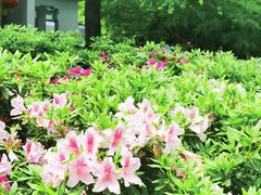 -杭州植物园