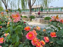 -莲花池公园