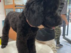 -帕帕拉兹宠物(亚洲旗舰店)