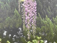 -嘉定紫藤园