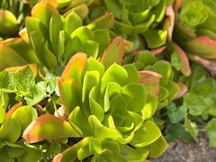 -墨尔本皇家植物园