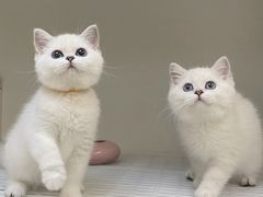 -lincat·猫舍(广州店)