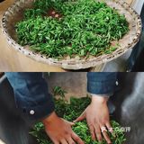 春游踏青好去处｜重庆最美茶园就在这儿🍃