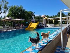 -爪吧宠物乐园 (温榆河示范区店)