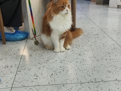 -喵园·猫主题咖啡厅·撸猫·猫咖(国贸店)