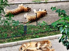 -大连森林动物园