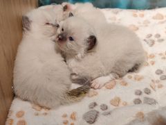 -喵喵咪呀布偶猫咖(春熙路店)