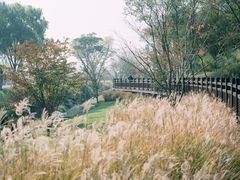 -羊山湖公园
