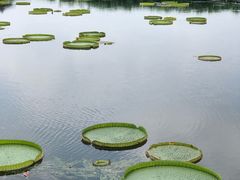 -荷塘月色湿地公园·向阳花洲