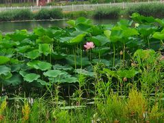 -长春市南湖公园