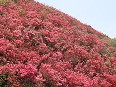 -木兰云雾山