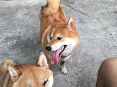 -柴犬高等学院·狗咖·柴犬售卖·宠物训练