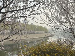 -桃花堤公园