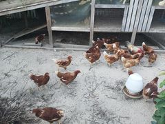 -九善农植有机生活农场