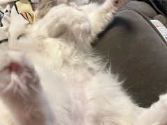 -伟伟宠物医院·CT影像中心·瑞派犬猫综合性门诊(汉口总院)