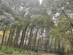 -上海滨江森林公园