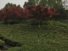 -重庆园博园