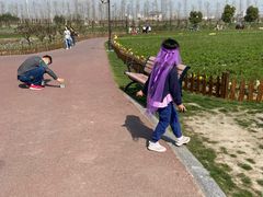 -荷兰花海
